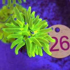 Euphyllia Glabrescens OG Holy Grail – WYSIWYG #26