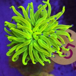 Euphyllia Glabrescens OG Holy Grail – WYSIWYG #55