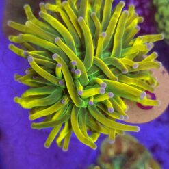 Euphyllia Glabrescens Holy Moly Torch Double Head WYSIWYG #75