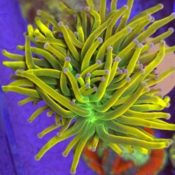 Euphyllia Glabrescens Holy Moly Torch Double Head WYSIWYG #5