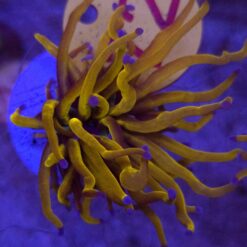 Euphyllia Glabrescens 24K WYSIWYG #72