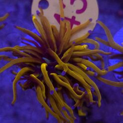 Euphyllia Glabrescens 24K WYSIWYG #43