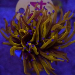 Euphyllia Glabrescens 24K WYSIWYG #84