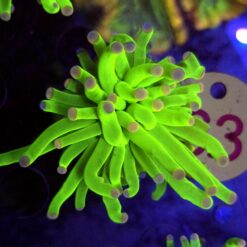 Euphyllia Glabrescens Toxic Green WYSIWYG #63