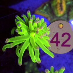 Euphyllia Glabrescens Toxic Green WYSIWYG #42