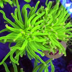 Euphyllia Glabrescens Toxic Green 2 głowy WYSIWYG #50