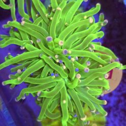 Euphyllia Glabrescens Toxic Green 2 głowy WYSIWYG #56A