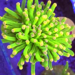 Euphyllia Glabrescens Toxic Green 2 głowy WYSIWYG #90