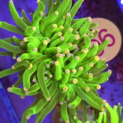 Euphyllia Glabrescens Toxic Green 2 głowy WYSIWYG #96