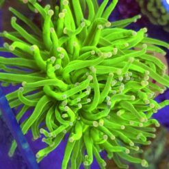 Euphyllia Glabrescens Toxic Green 2 głowy WYSIWYG #13