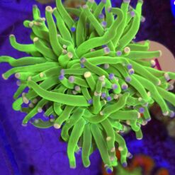 Euphyllia Glabrescens Toxic Green 3 głowy WYSIWYG #11