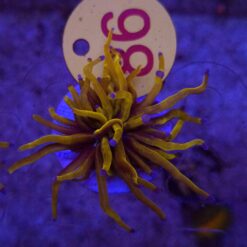 Euphyllia Glabrescens 24K WYSIWYG #86