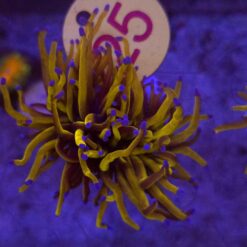 Euphyllia Glabrescens 24K WYSIWYG #25