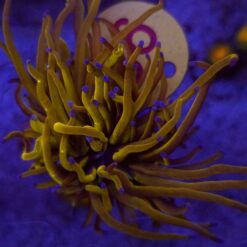 Euphyllia Glabrescens 24K WYSIWYG #98