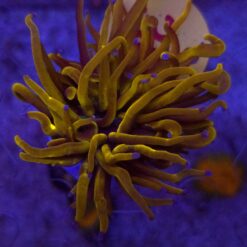 Euphyllia Glabrescens 24K WYSIWYG #30