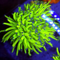 Euphyllia Glabrescens OG Holy Grail 3 głowy – WYSIWYG #95