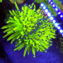 Euphyllia Glabrescens OG Holy Grail 2 głowy – WYSIWYG #63