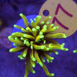 Euphyllia glabrescens Hellfire Golden Torch #77
