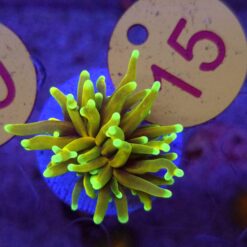 Euphyllia glabrescens Hellfire Golden Torch #15