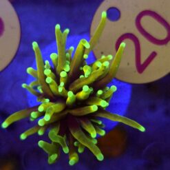 Euphyllia glabrescens Hellfire Golden Torch #20