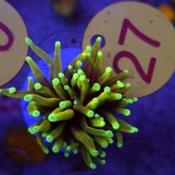 Euphyllia glabrescens Hellfire Golden Torch #27