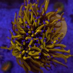 Euphyllia Glabrescens 24K WYSIWYG 2 głowy #7