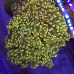 Euphyllia divisa Frogspawn XL Transparent #29