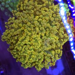 Euphyllia divisa Frogspawn XL Transparent #47