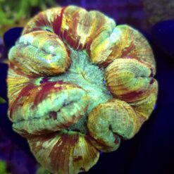 Trachyphyllia Rainbow WYSIWYG #2