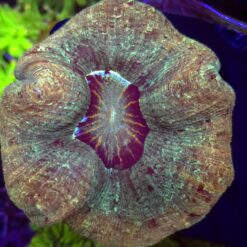 Trachyphyllia Rainbow WYSIWYG #1