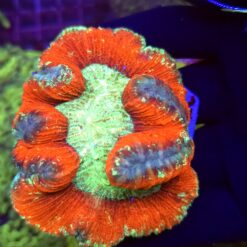 Trachyphyllia Rainbow WYSIWYG #4