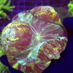 Trachyphyllia Rainbow WYSIWYG #6