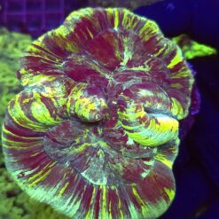 Trachyphyllia Rainbow WYSIWYG #7