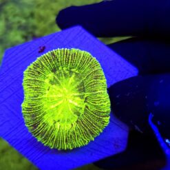 Trachyphyllia Rainbow WYSIWYG #8