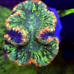 Trachyphyllia Rainbow WYSIWYG #9
