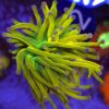 Euphyllia Glabrescens Holy Moly Torch WYSIWYG #42