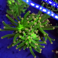 Euphyllia Joker Green 3 głowy WYSIWYG #36