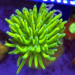Euphyllia Glabrescens Banana WYSIWYG #46