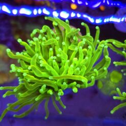 Euphyllia Glabrescens Fake Banana WYSIWYG #7