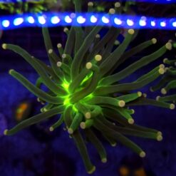Euphyllia Joker Green WYSIWYG #95