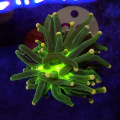 Euphyllia Joker Green WYSIWYG #63