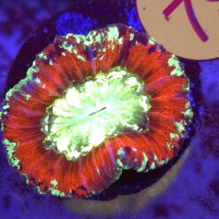 Trachyphyllia Rainbow WYSIWYG #79