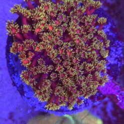 Goniopora Golden Inferno matecznik XL WYSIWYG
