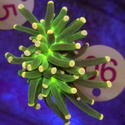 Euphyllia Joker Green WYSIWYG #90