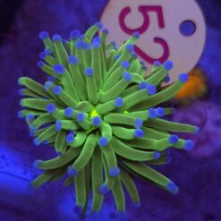 Euphyllia Joker Green WYSIWYG #52