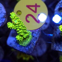 Acropora Neon Mist WYSIWYG #24