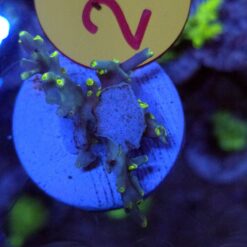 Acropora speciosa FLAMING SUNRISE #25 Size M