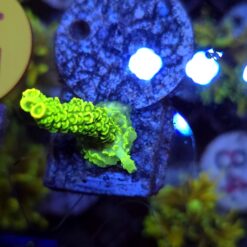 Acropora Neon Mist WYSIWYG #5