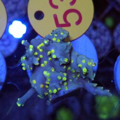 Acropora speciosa FLAMING SUNRISE #53 Size M