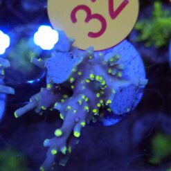 Acropora speciosa FLAMING SUNRISE #32 Size M